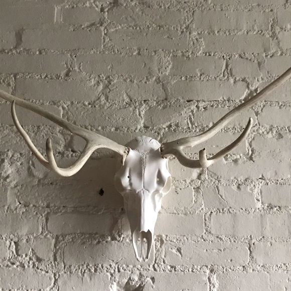 Fallow and Axis Deer Mount - Picture 6 of 12